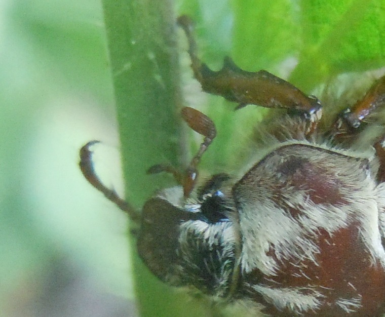 Melolonthidae: Melolontha pectoralis, femmina